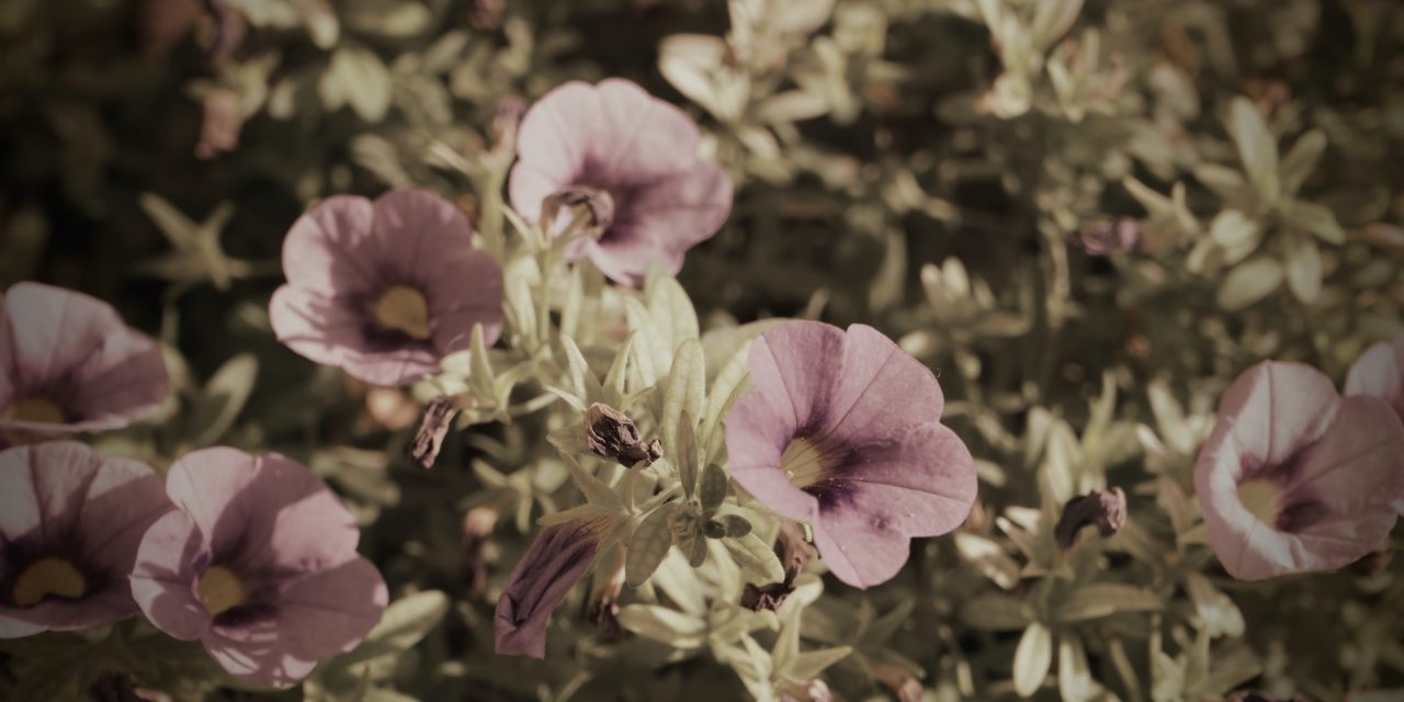 El Jardinero de las Almas Errantes