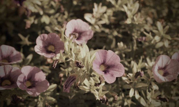 El Jardinero de las Almas Errantes