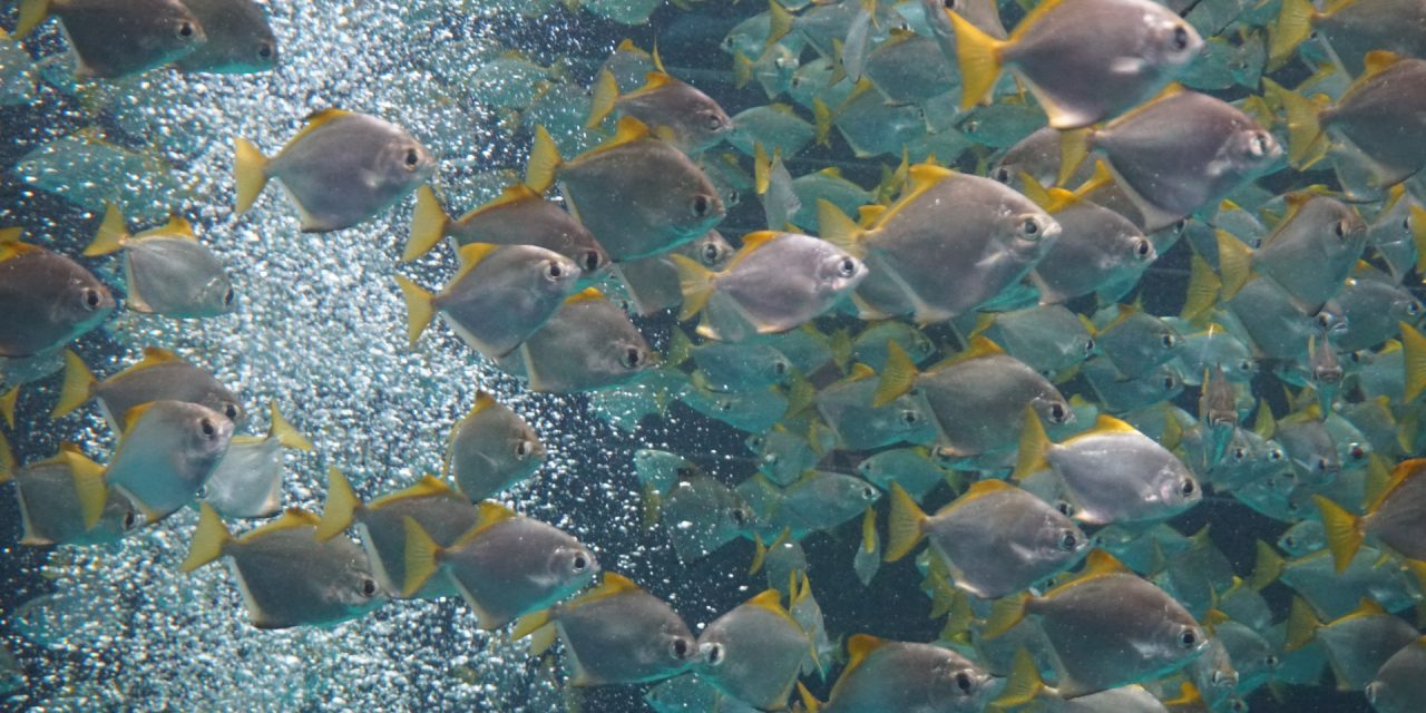 ¿Libertad o Seguridad?